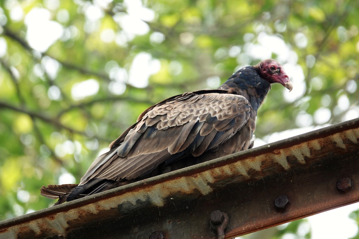 Turkey Vulture - ML582116791