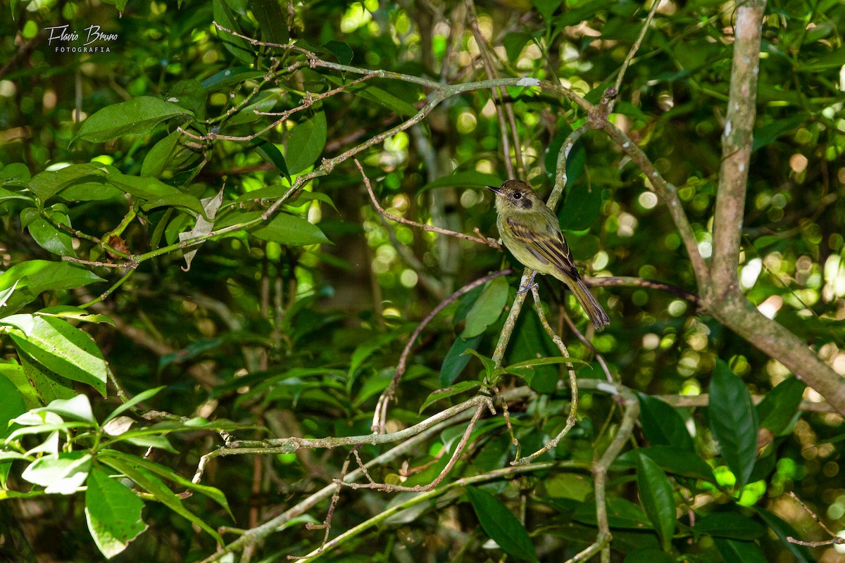 Sepia-capped Flycatcher - Flavio Bruno