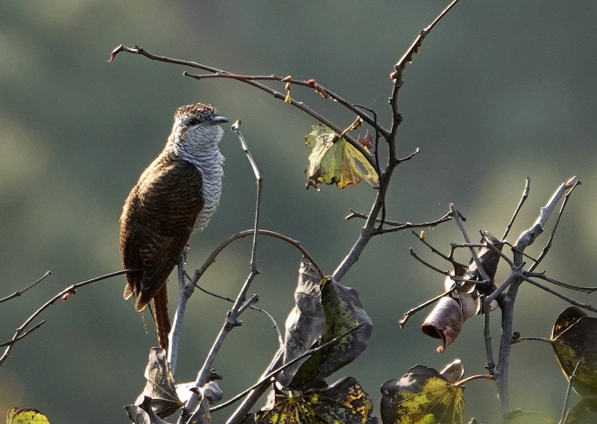 Banded Bay Cuckoo - ML582119511