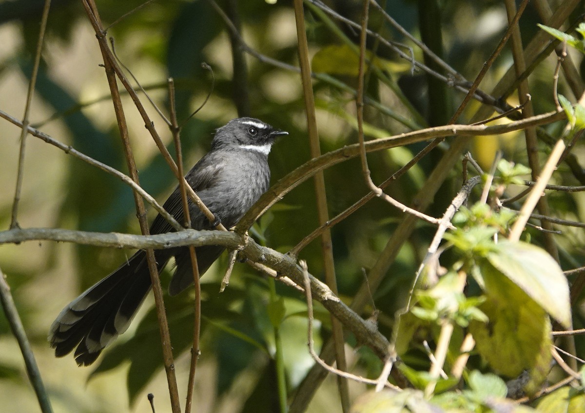 White-throated Fantail - ML582119551