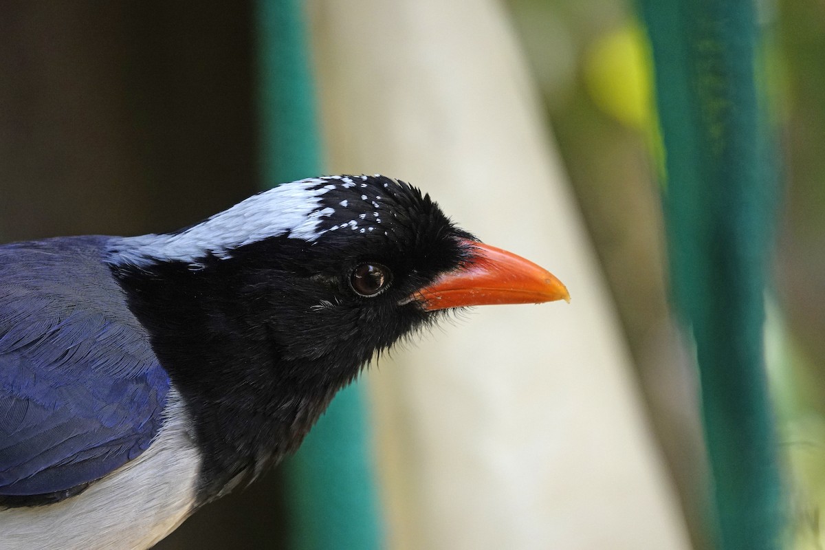 Red-billed Blue-Magpie - ML582119581