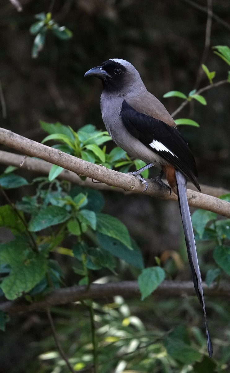 Gray Treepie - ML582119621