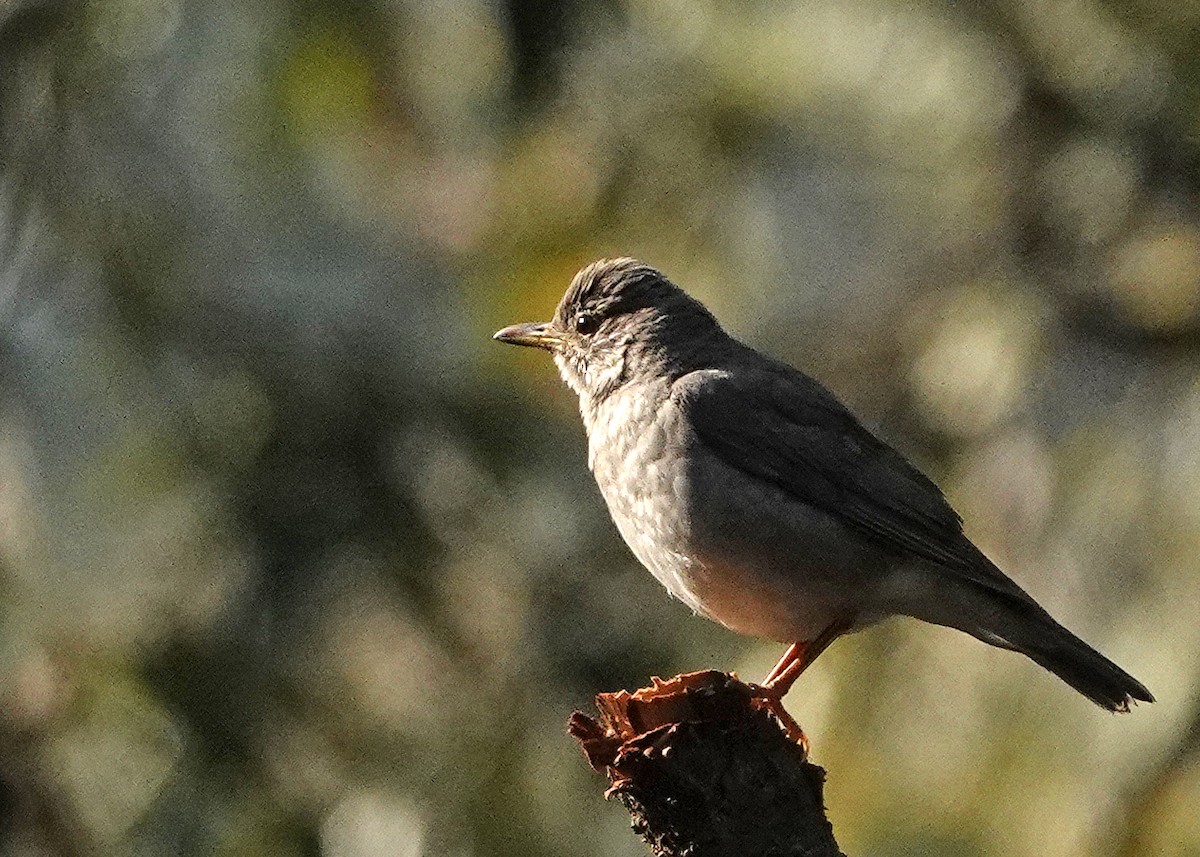 Tickell's Thrush - ML582119871