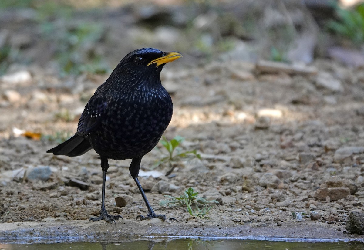 Blue Whistling-Thrush - ML582119921