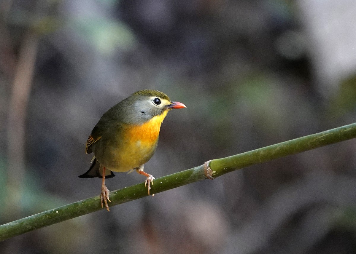 Red-billed Leiothrix - ML582120231