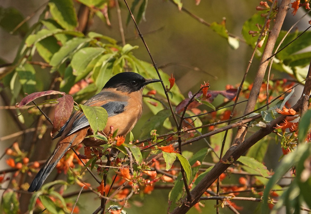 Rufous Sibia - ML582120281