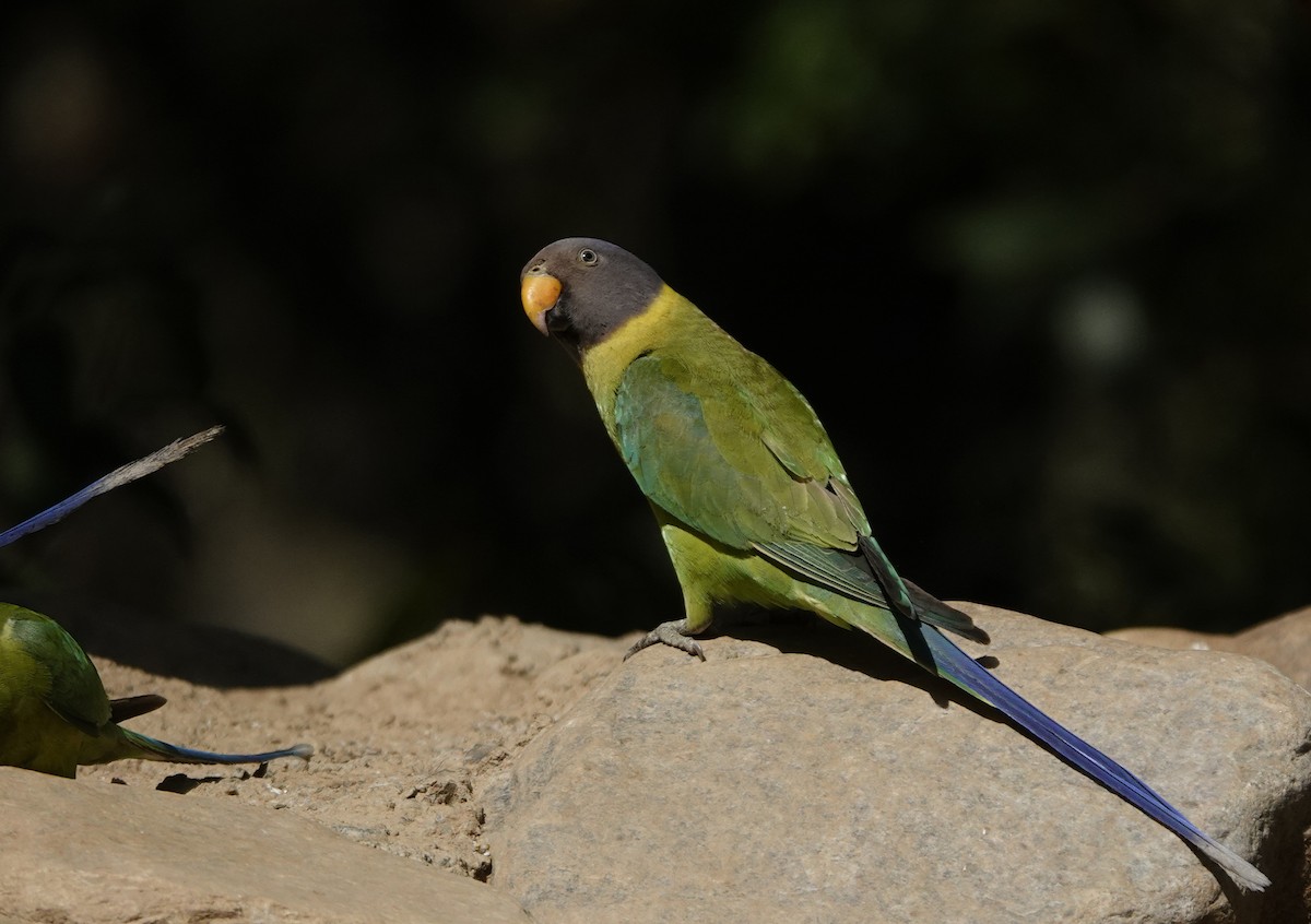 Plum-headed Parakeet - ML582120341