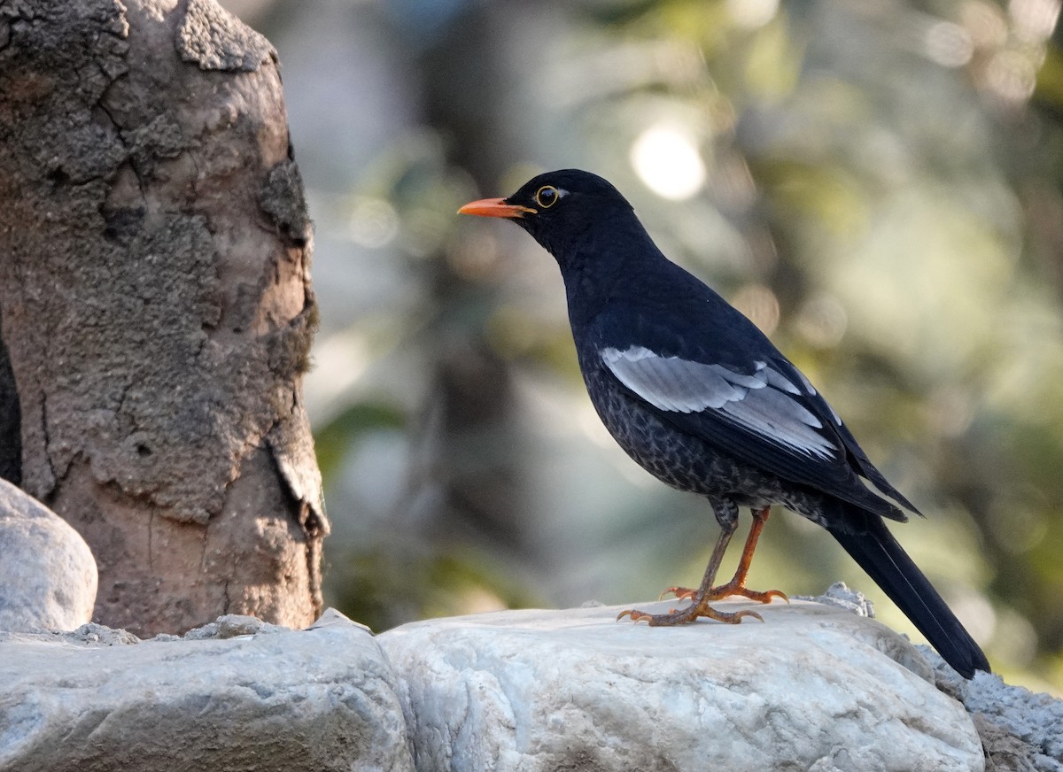 Gray-winged Blackbird - ML582121081