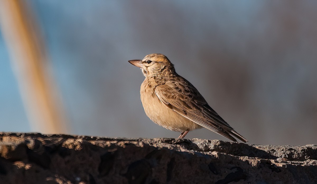 Sclater's Lark - Chris Jones