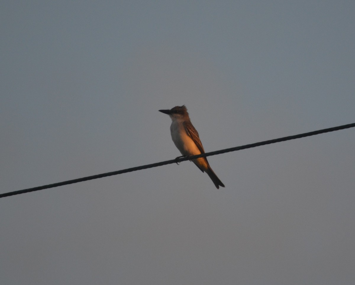 Gray Kingbird - ML58212291