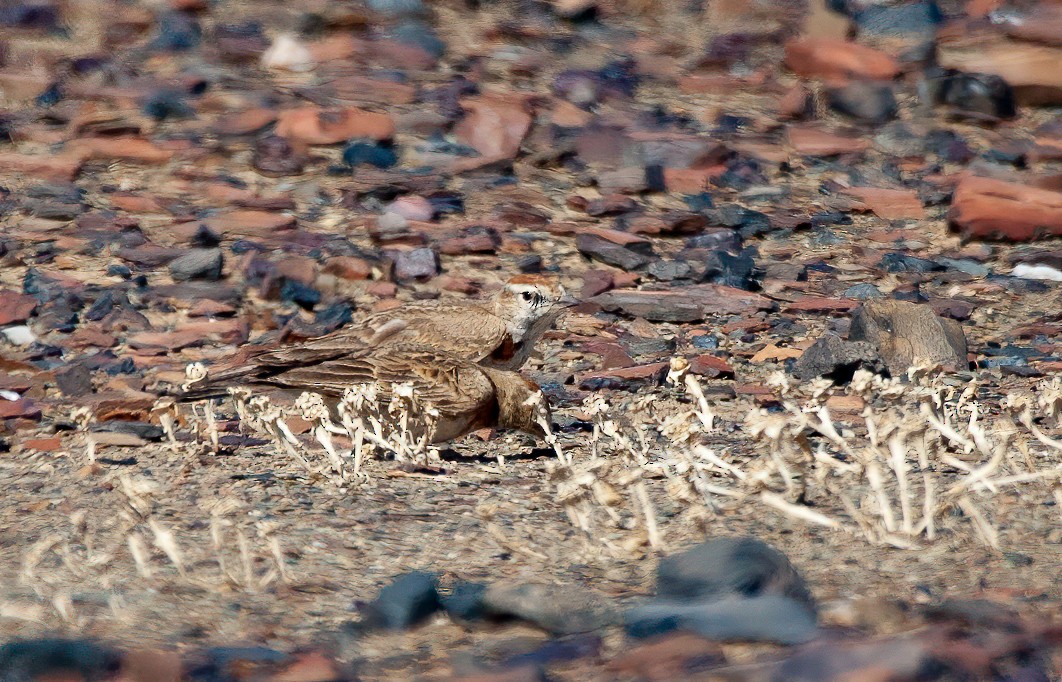 Red-capped Lark - ML582122981