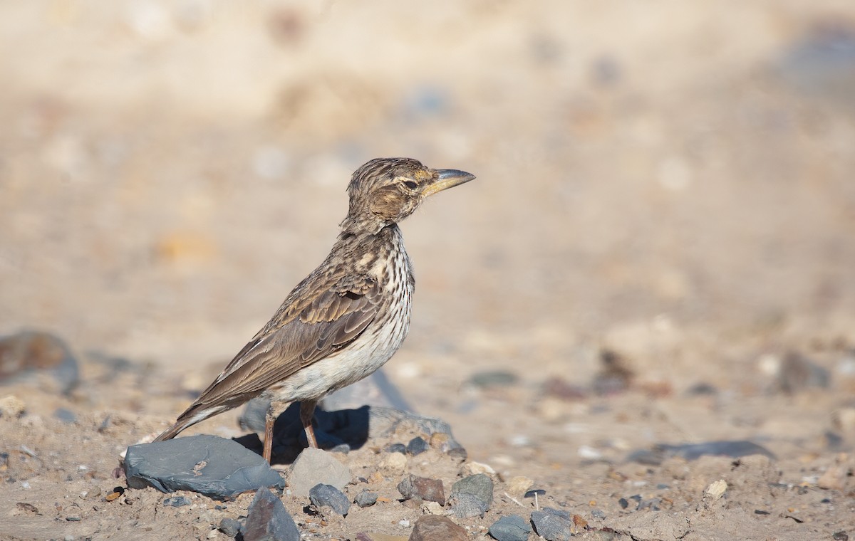 Large-billed Lark - ML582123001