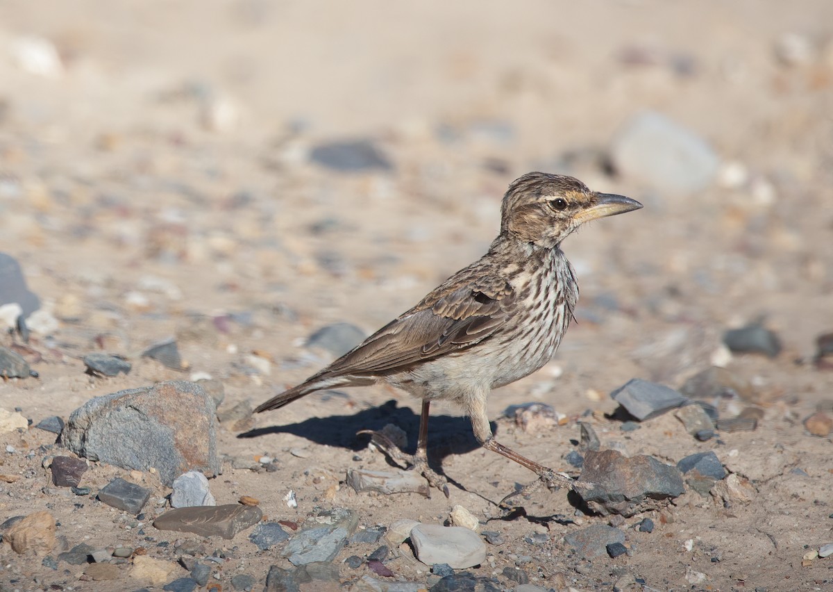 Large-billed Lark - ML582123011