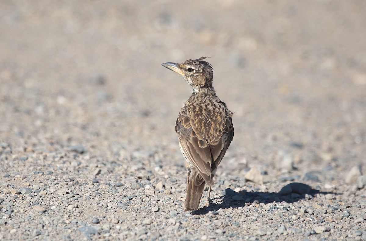 Large-billed Lark - Chris Jones