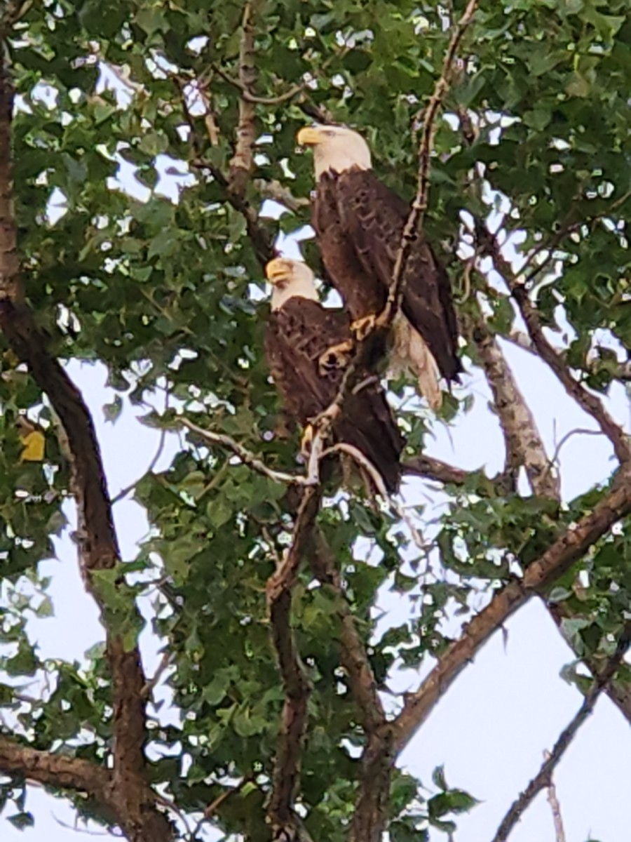 Weißkopf-Seeadler - ML582123641