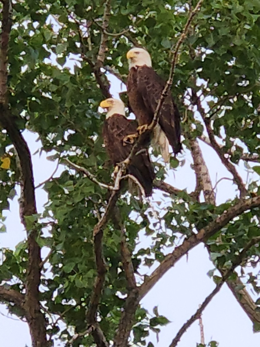 Weißkopf-Seeadler - ML582123651