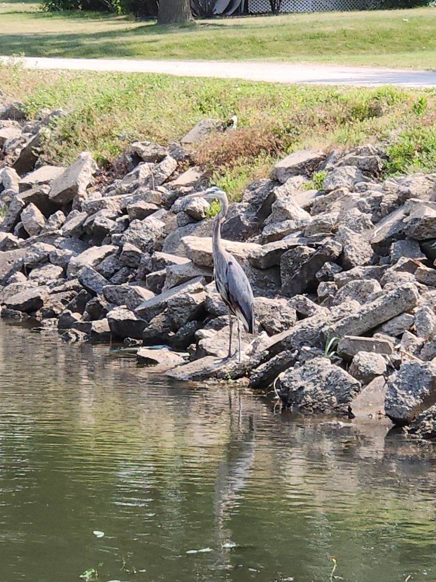 Great Blue Heron (Great Blue) - ML582123691