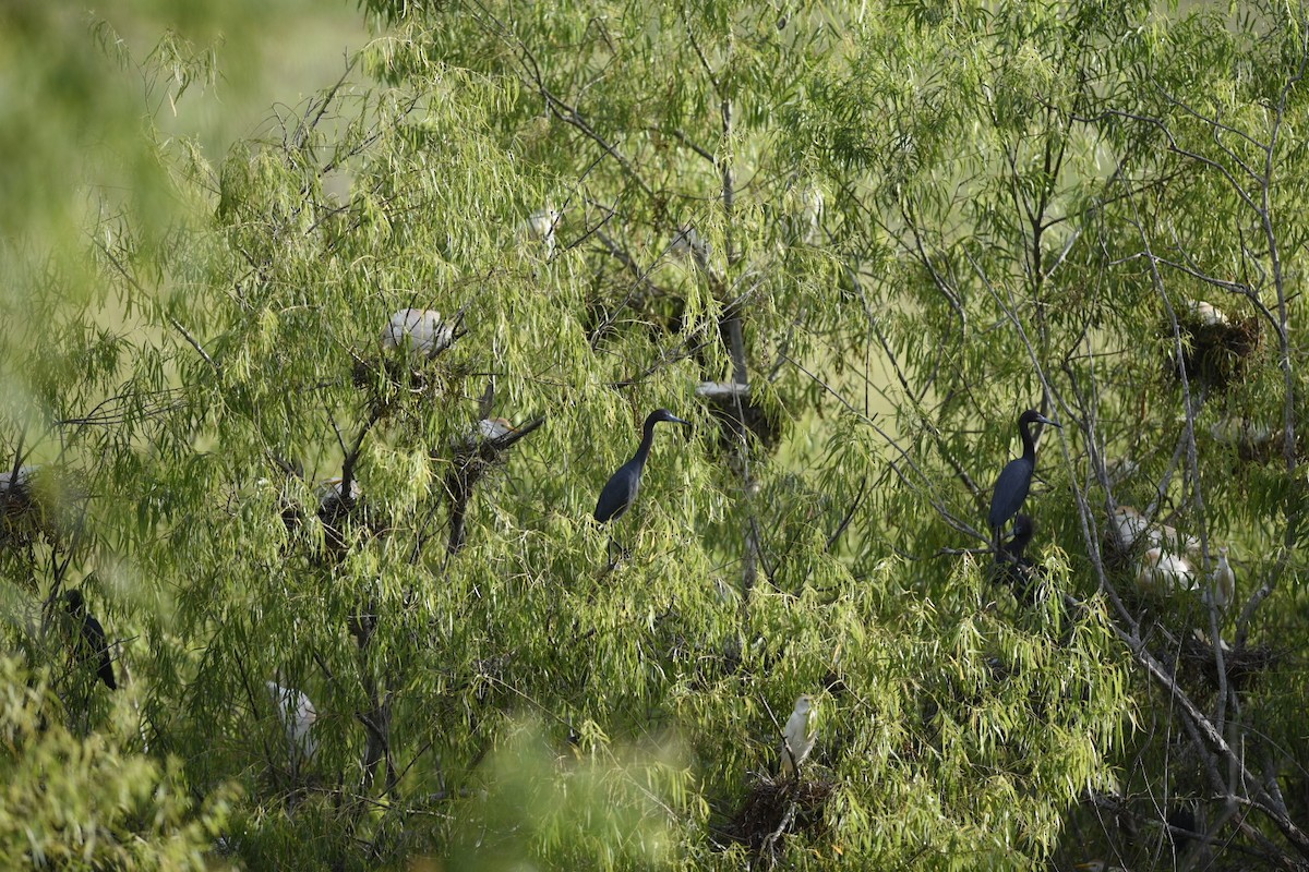 Little Blue Heron - ML582124791