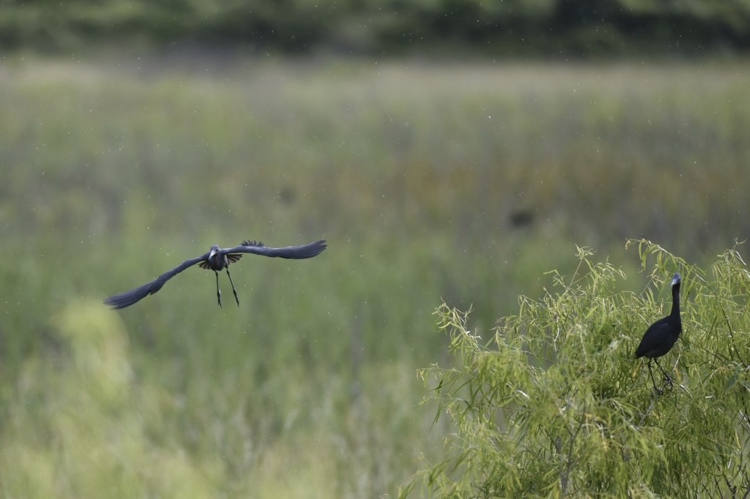 Little Blue Heron - ML582124801