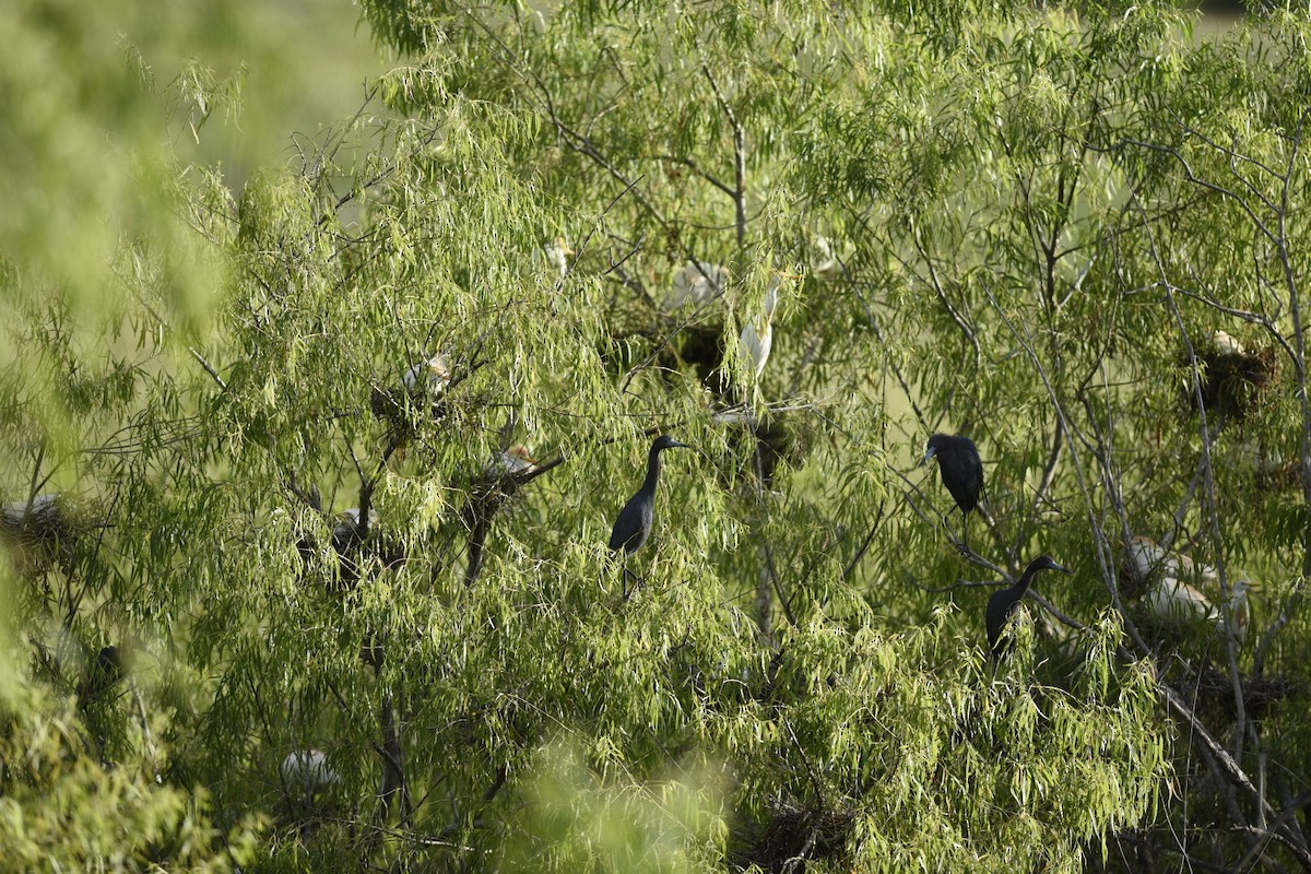 Little Blue Heron - ML582124811