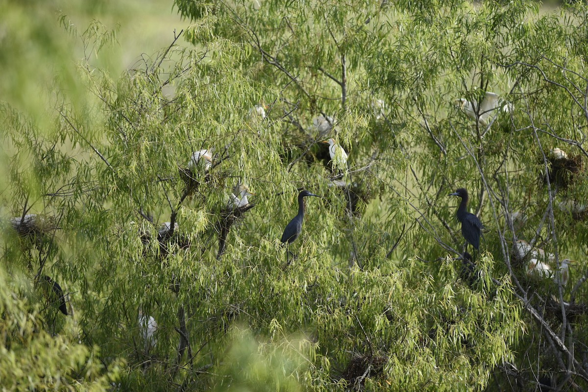 Little Blue Heron - ML582124841