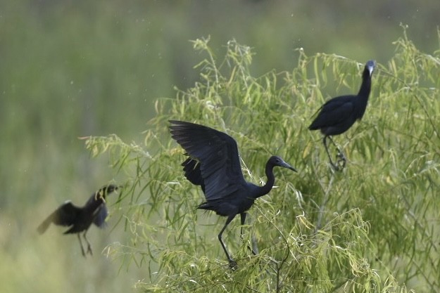 Little Blue Heron - ML582124851