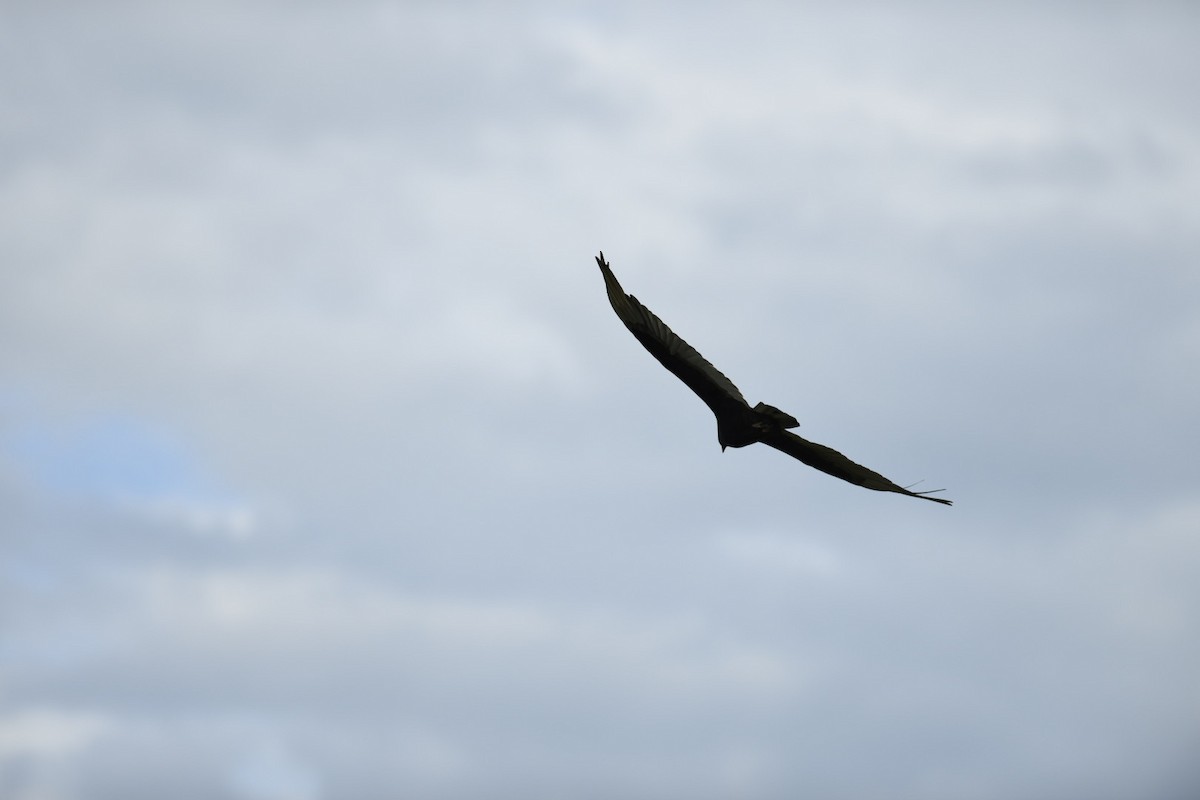 Black Vulture - ML582124961