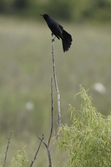 Great-tailed Grackle - ML582124971