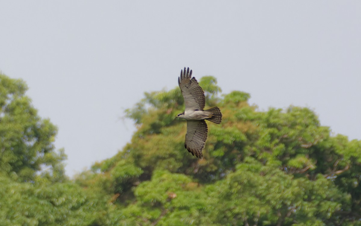Rufous-bellied Eagle - Shashika Bandara