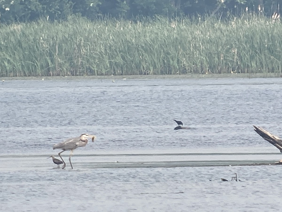 Hudsonian Godwit - ML582125131