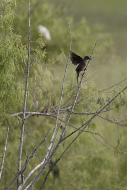 Common Grackle - ML582125171