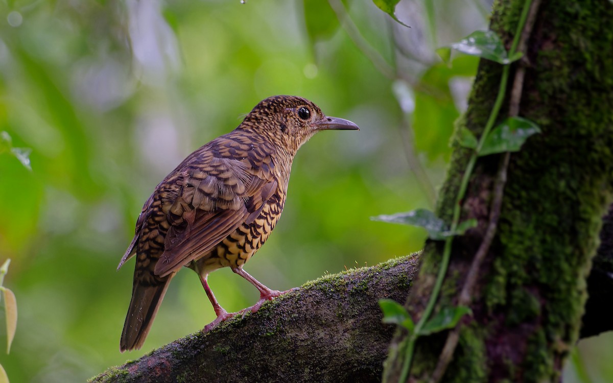 Sri Lanka Thrush - Shashika Bandara