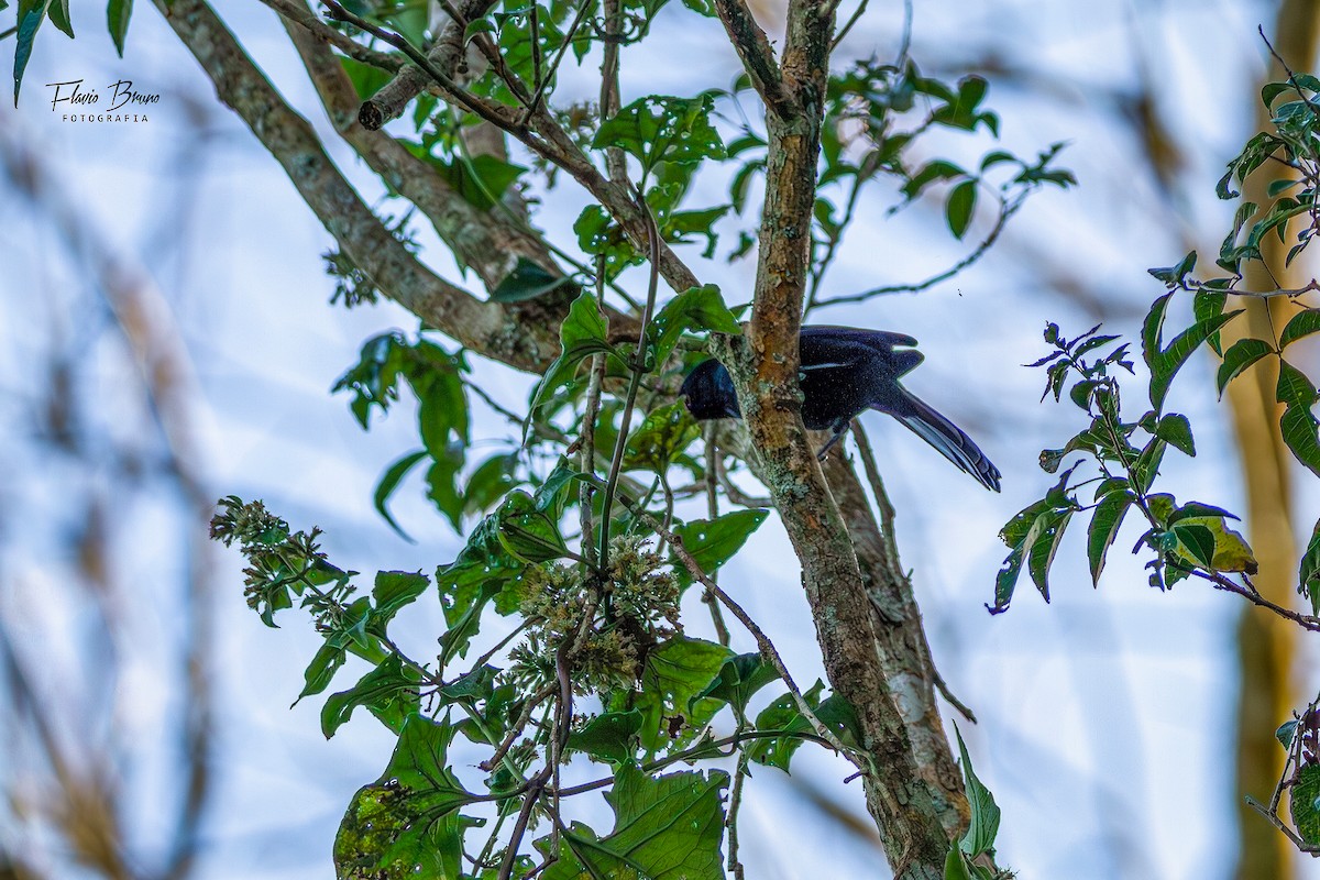 Ruby-crowned Tanager - Flavio Bruno