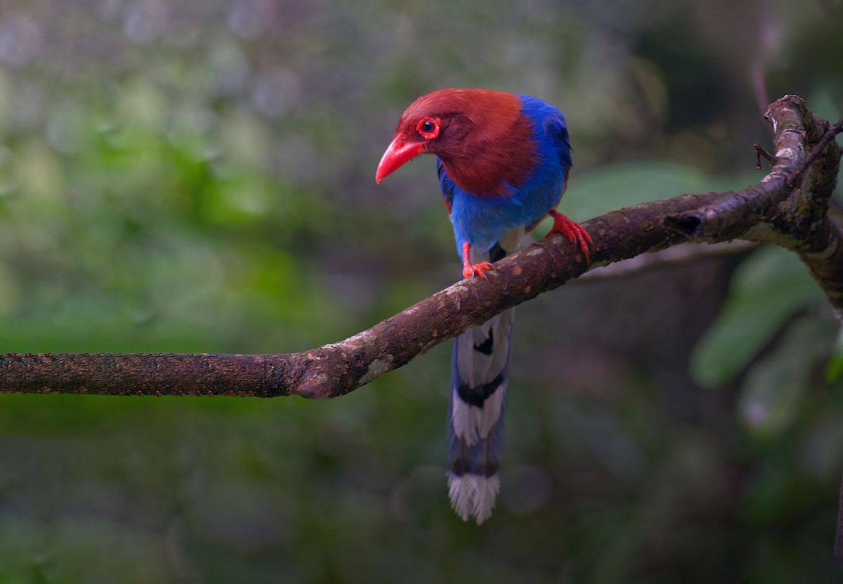 Sri Lanka Blue-Magpie - ML582125611