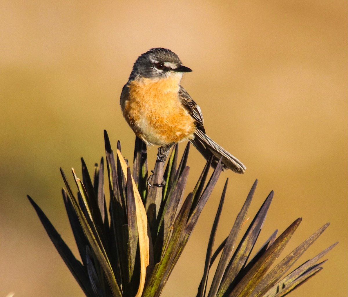 Gray-backed Tachuri - ML582126531