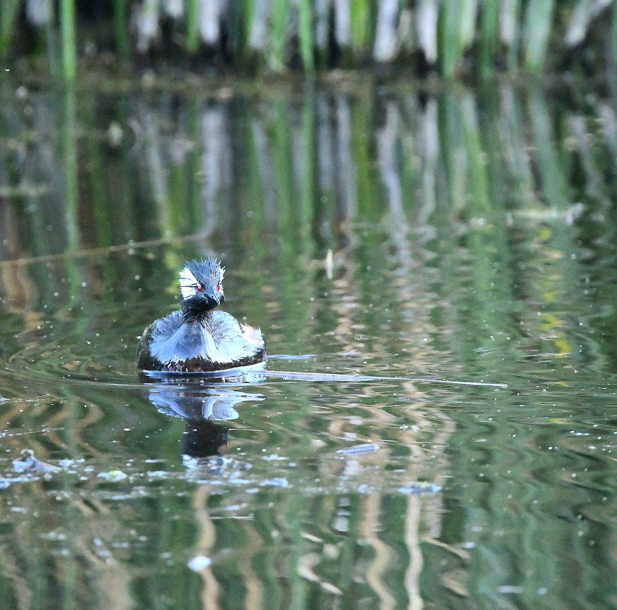 White-tufted Grebe - Ari Weiss