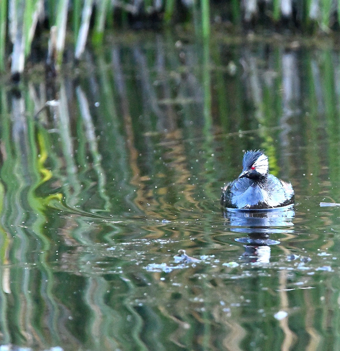 White-tufted Grebe - Ari Weiss