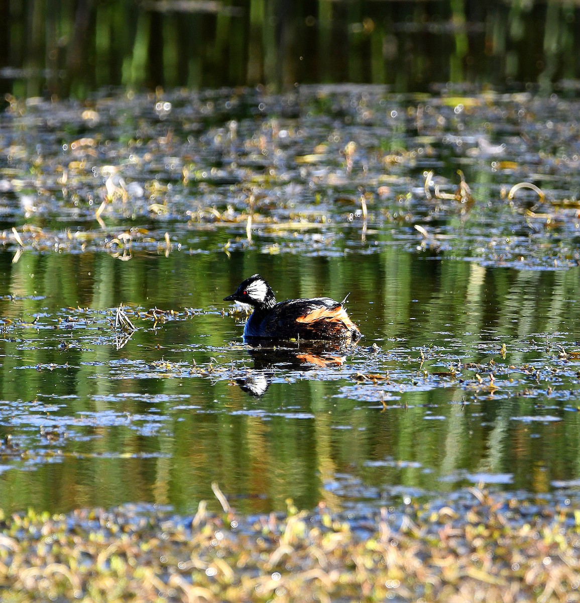 White-tufted Grebe - ML582127931