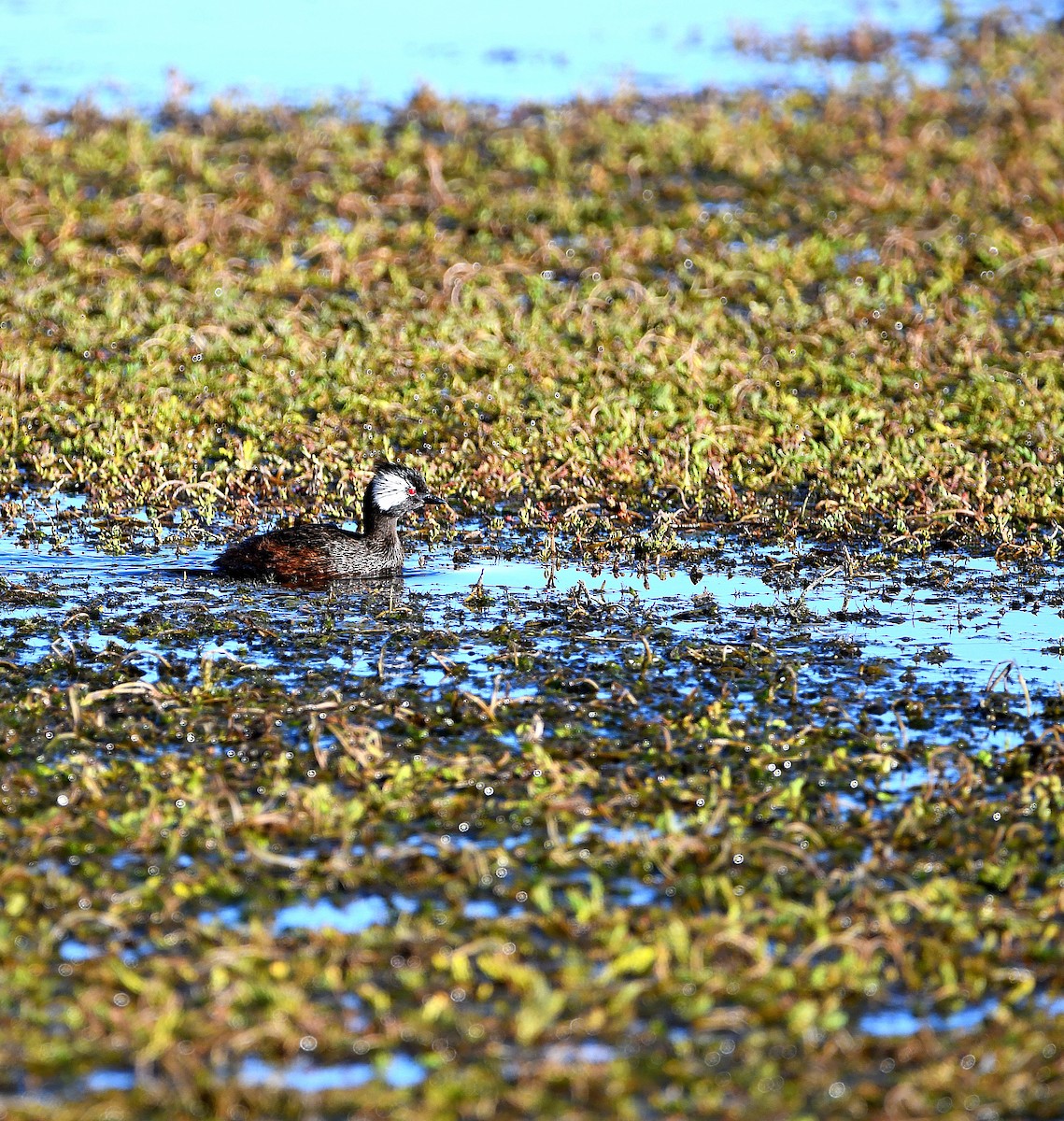 White-tufted Grebe - Ari Weiss