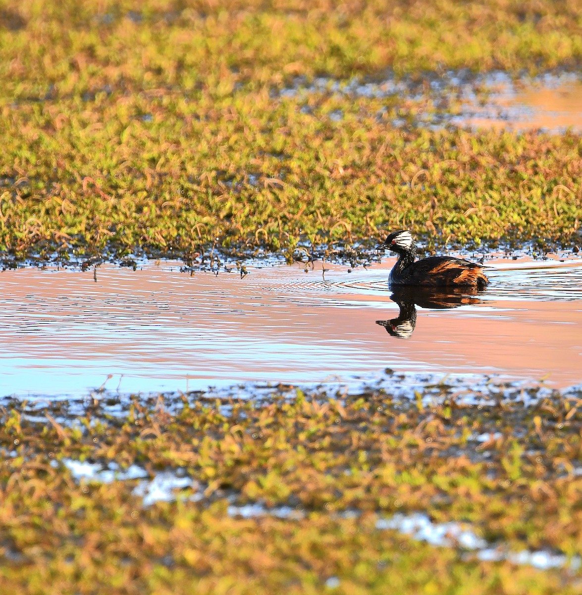 White-tufted Grebe - Ari Weiss