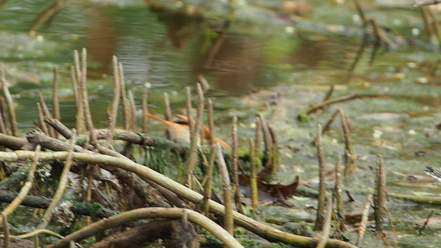 Yellow-chinned Spinetail - ML582128761