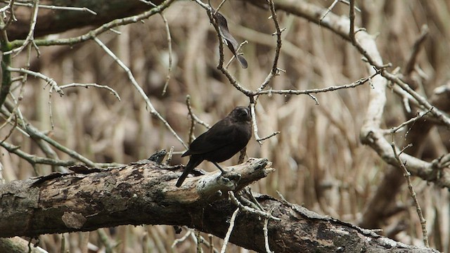 Bronzed Cowbird (Bronze-brown) - ML582128841