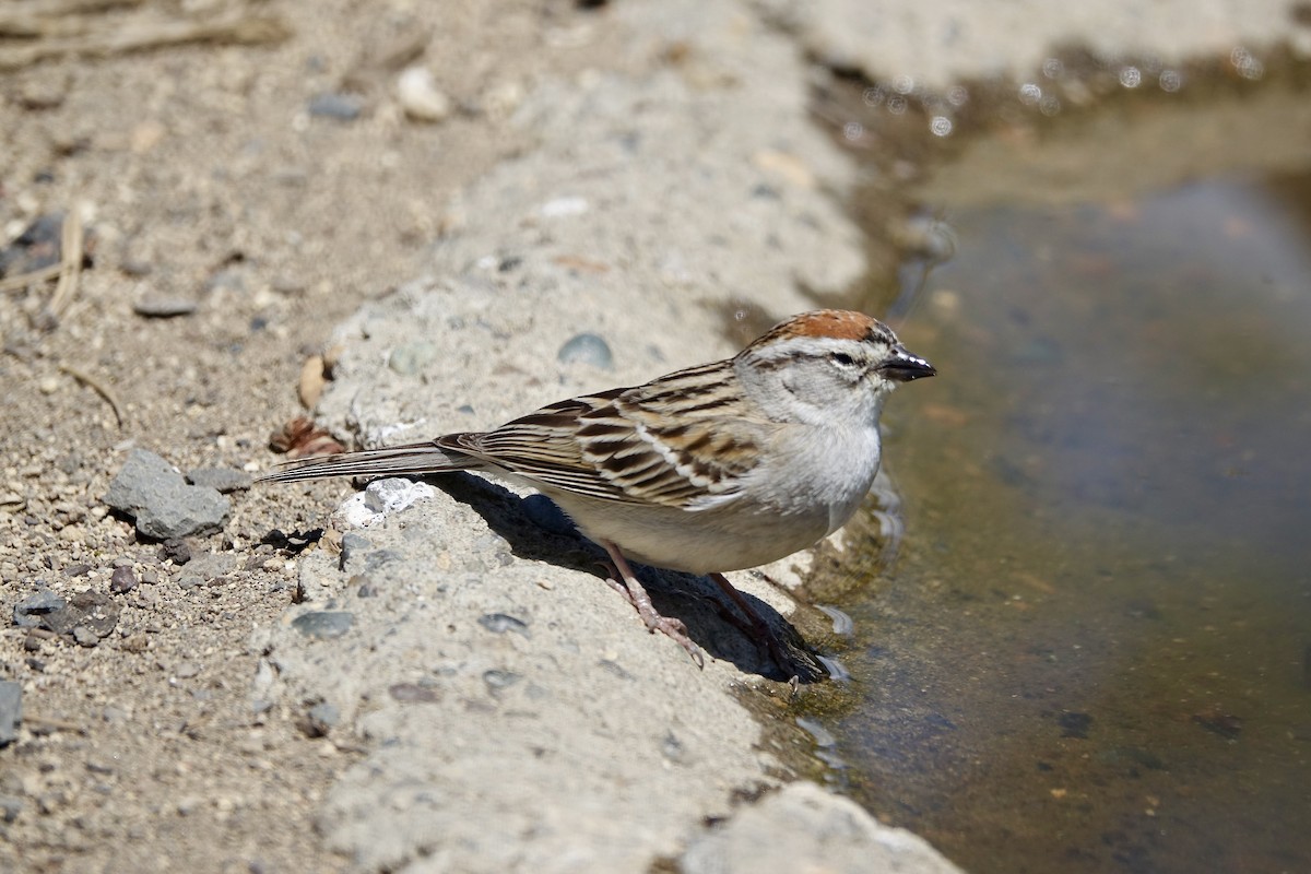 Chipping Sparrow - ML582128961