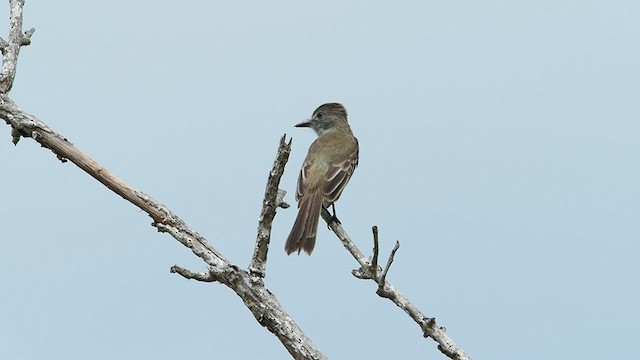 Panama Flycatcher - ML582129551