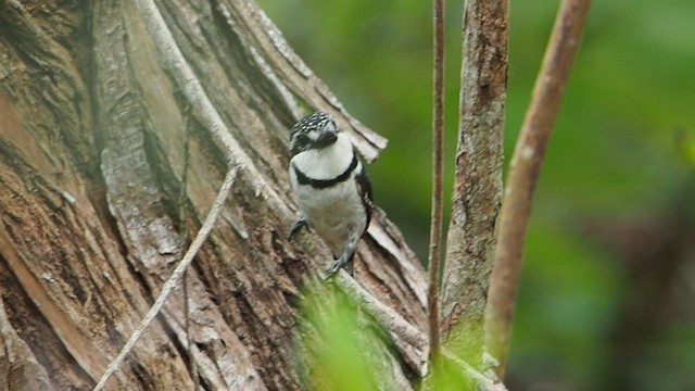 Pied Puffbird - ML582129571