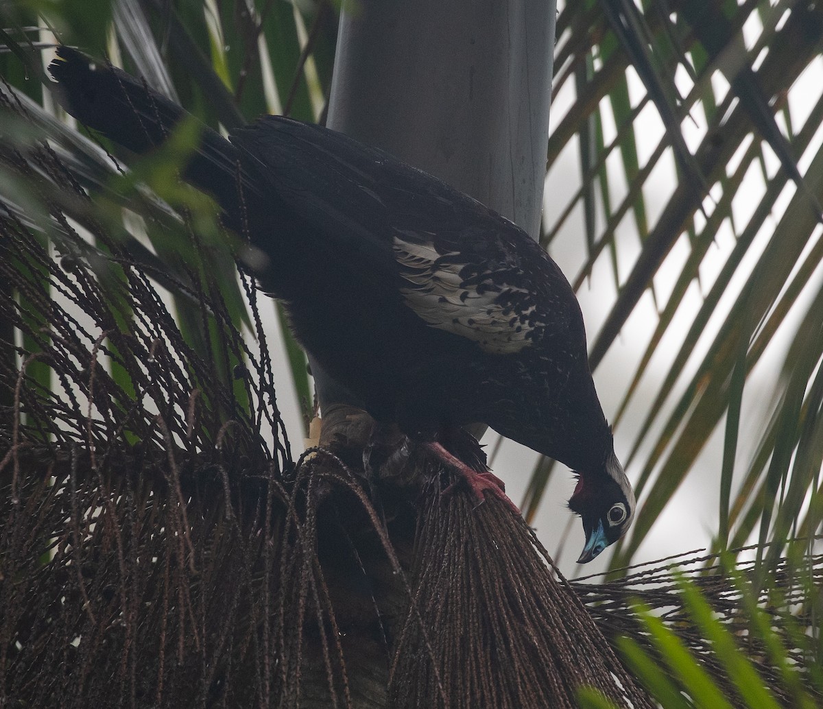 Black-fronted Piping-Guan - ML582129811