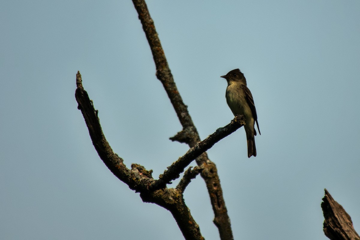 Eastern Wood-Pewee - ML582130021