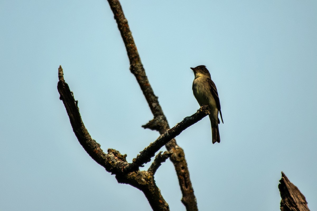 Eastern Wood-Pewee - Daniel Savoie