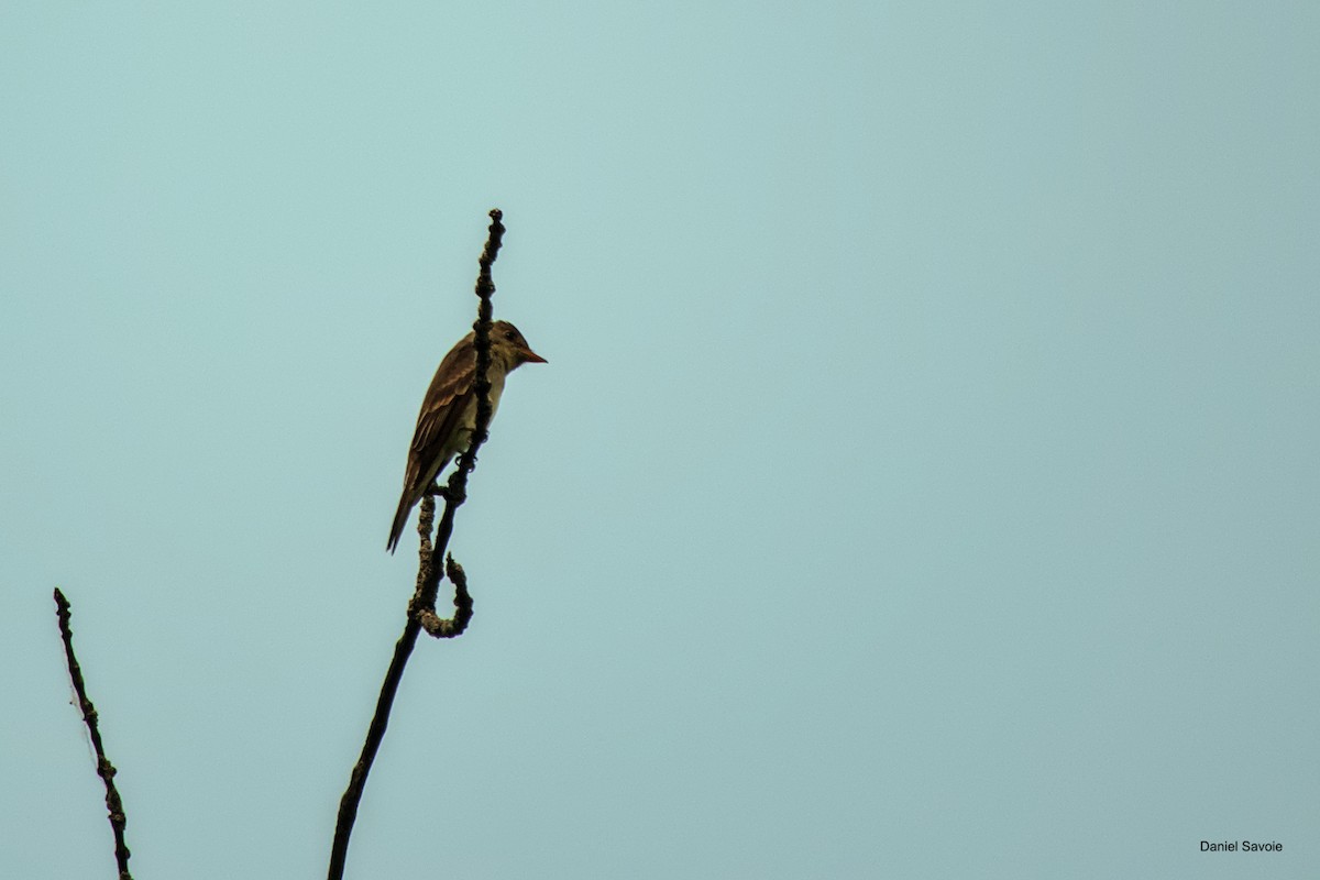 Eastern Wood-Pewee - ML582130531