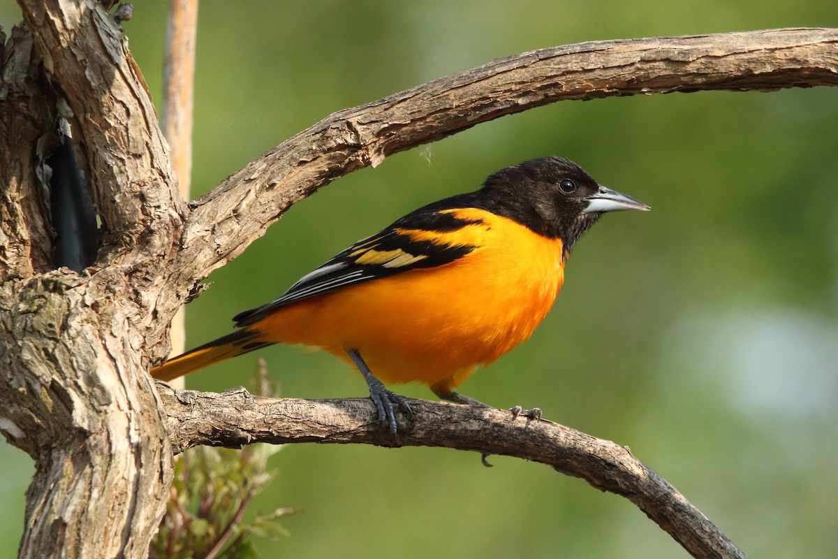 Baltimore Oriole - ML582130561